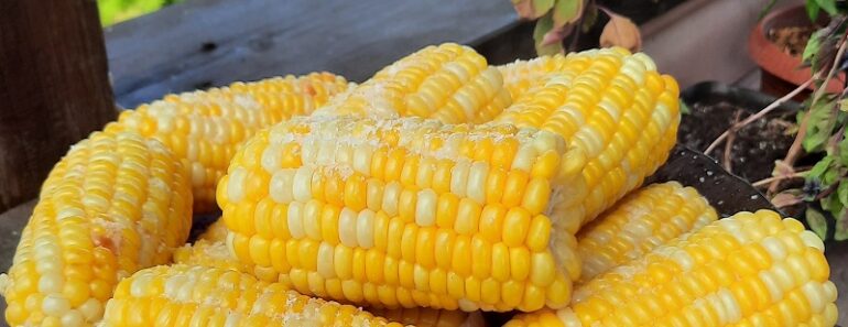 вареная кукуруза
